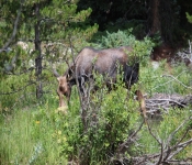 MontanaMoose2013 016